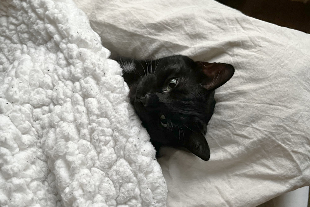 black cat lying on pillow with white fluffy blanket